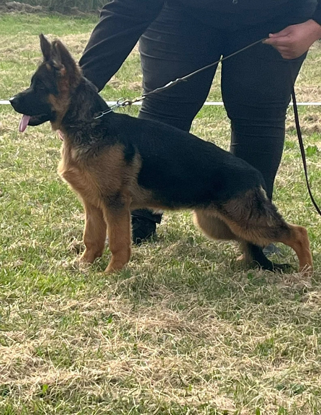 Austin-Mini du Chemin du Torrent