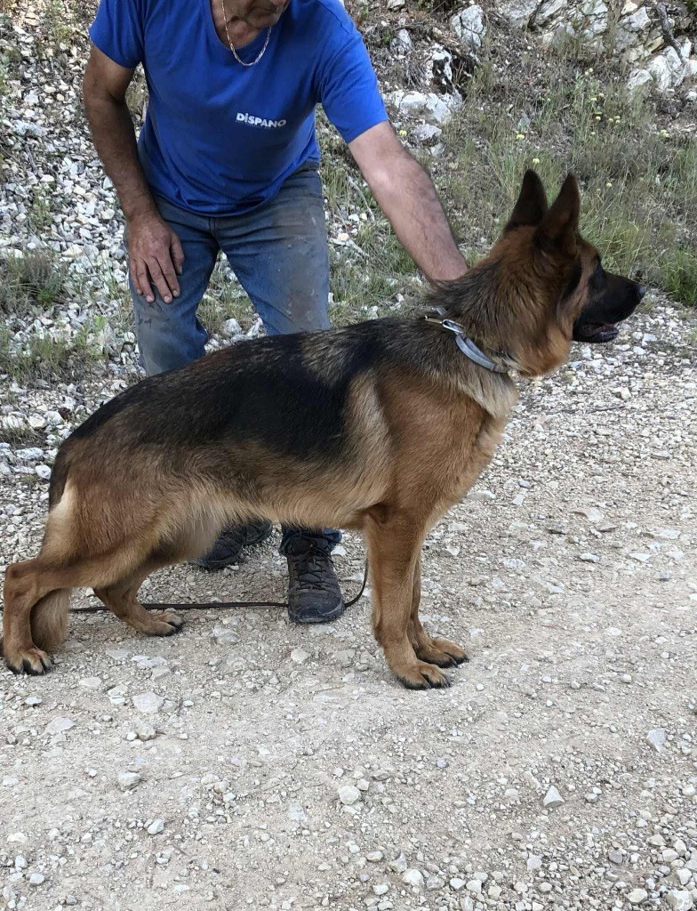 chiots prévu début novembre 